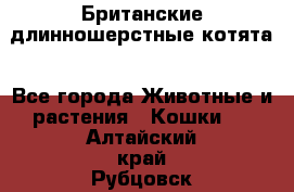 Британские длинношерстные котята - Все города Животные и растения » Кошки   . Алтайский край,Рубцовск г.